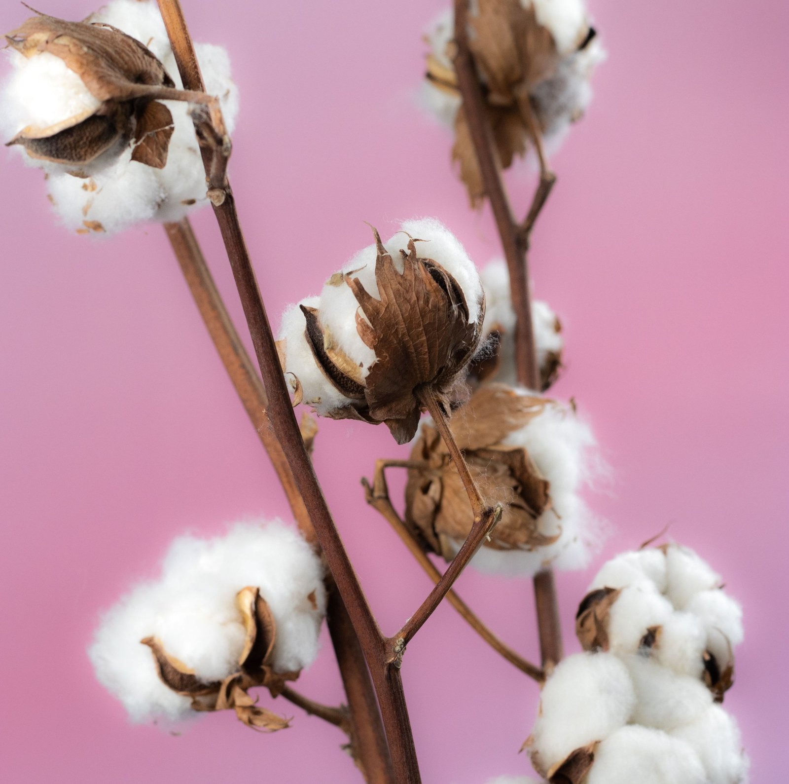 Cotton Fiber