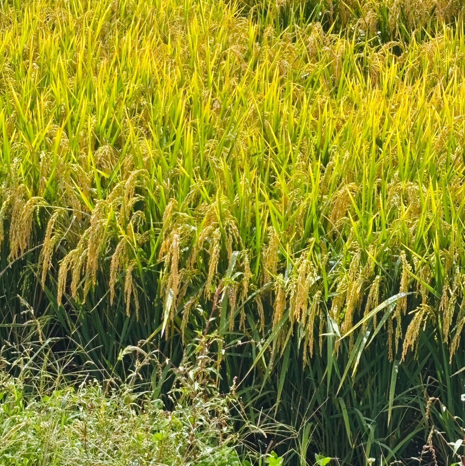Rice Straw