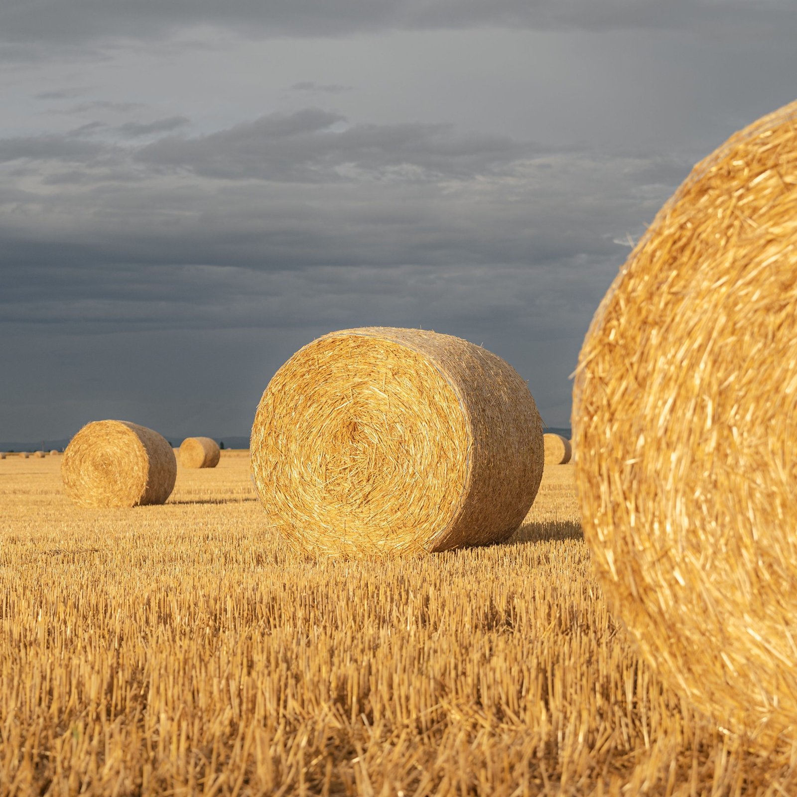 Wheat Straw